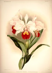 Cattleya trianae